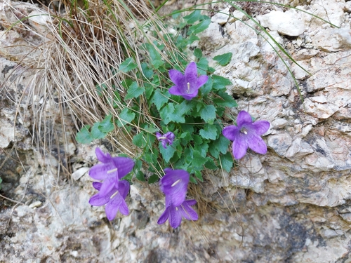 Campanula morettiana, photograph 5