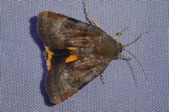 Noctua janthina