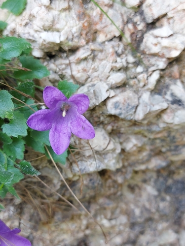 Campanula morettiana, photograph 6