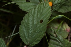 Triphragmium ulmariae