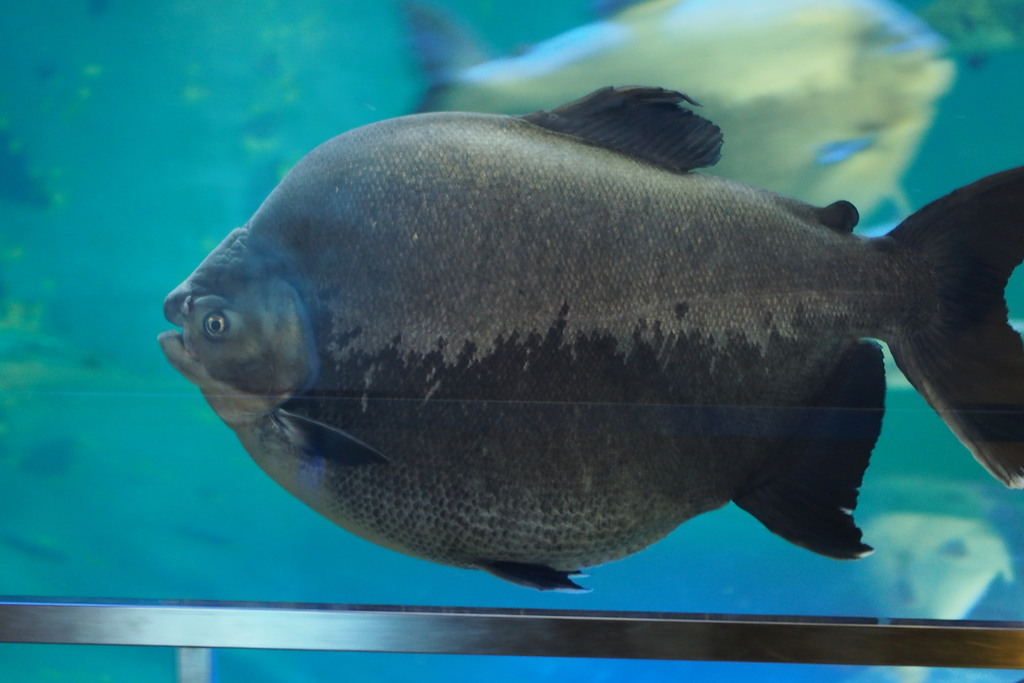 black pacu (Suma aquarium, Kobe, Hyogo prefecture, Japan) · iNaturalist