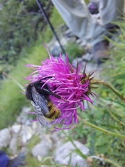 Bombus campestris