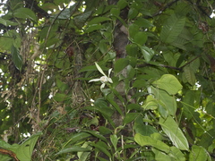 Vanilla trigonocarpa