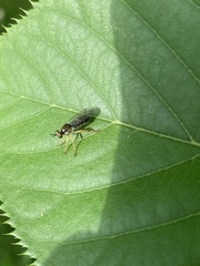 Atomosia rufipes