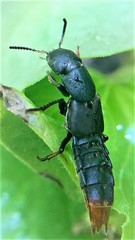 Platydracus caliginosus