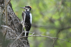 Dryobates villosus orius