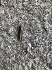 Callimorpha dominula