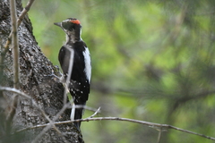 Dryobates villosus orius