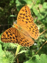 Argynnis paphia