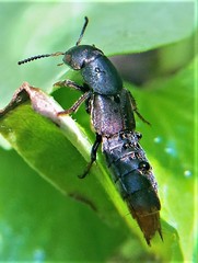 Platydracus caliginosus