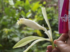 Vanilla trigonocarpa