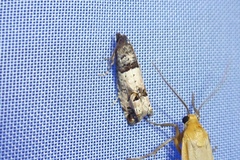 Notocelia incarnatana