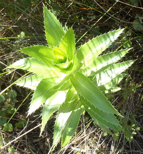 Image of Cliffortia grandifolia by (c) Nicola van Berkel, some rights reserved (CC BY-SA)