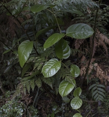 Elytropus chilensis