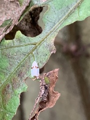 Argyria gonogramma