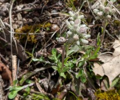 Antennaria virginica