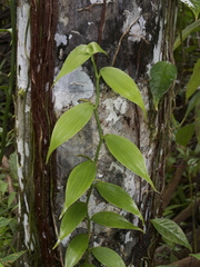 Vanilla trigonocarpa