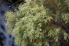 Brunia africana