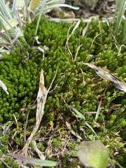 Diphasiastrum sitchense