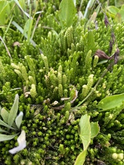 Diphasiastrum sitchense