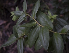 Archidasyphyllum diacanthoides