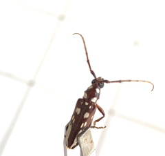 Eburia decemmaculata