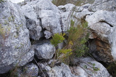 Metrosideros angustifolia