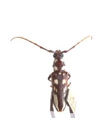 Eburia decemmaculata