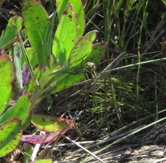 Zosteraeschna minuscula