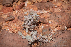 Eriogonum alexanderae
