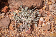 Eriogonum alexanderae