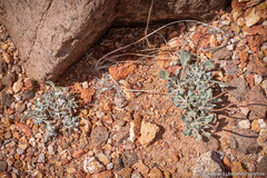 Eriogonum alexanderae