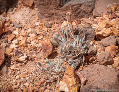 Eriogonum alexanderae