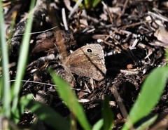 Cercyonis oetus