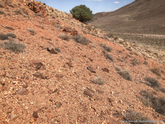 Eriogonum alexanderae