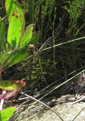 Zosteraeschna minuscula