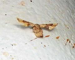 Antiplecta triangularis