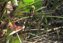 Zosteraeschna minuscula