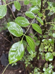Zanthoxylum arborescens