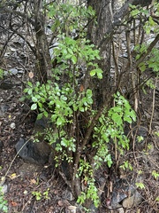 Zanthoxylum arborescens