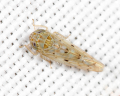 Atanus perspicillatus