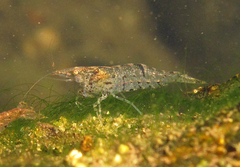 Neocaridina palmata