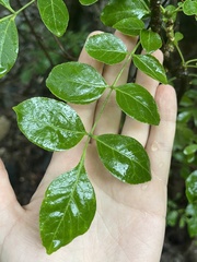 Zanthoxylum arborescens