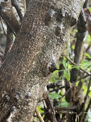 Zanthoxylum arborescens