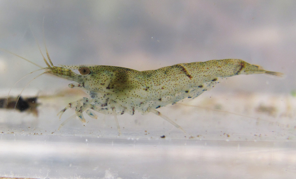 Crevette naine Perle bleue (Blue Pearl) (Neocaridina palmata)