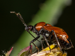 Deraeocoris punctum