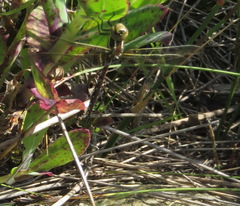 Zosteraeschna minuscula