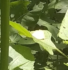 Abaeis salome jamapa