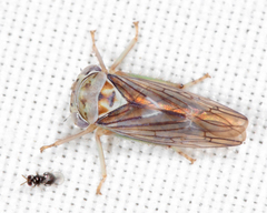 Populicerus formosus