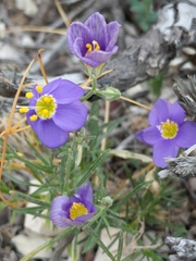 Giliastrum rigidulum